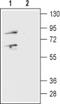 Prokineticin Receptor 1 antibody, PA5-77687, Invitrogen Antibodies, Western Blot image 