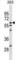 Copine 5 antibody, abx029902, Abbexa, Western Blot image 