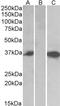 Chymase 1 antibody, LS-B4134, Lifespan Biosciences, Western Blot image 