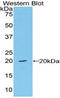 Von Willebrand Factor antibody, LS-C299064, Lifespan Biosciences, Western Blot image 