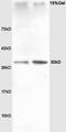 SNAI2 antibody, orb11382, Biorbyt, Western Blot image 