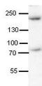 Synaptojanin 1 antibody, GTX47370, GeneTex, Western Blot image 