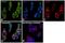 CD226 Molecule antibody, PA5-31111, Invitrogen Antibodies, Immunofluorescence image 