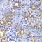 Gastric Inhibitory Polypeptide antibody, A6230, ABclonal Technology, Immunohistochemistry paraffin image 