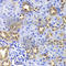 Gastric inhibitory polypeptide antibody, A6230, ABclonal Technology, Immunohistochemistry paraffin image 