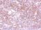Gamma-Aminobutyric Acid Type A Receptor Alpha5 Subunit antibody, NBP2-16567, Novus Biologicals, Immunohistochemistry frozen image 