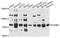 Plexin B2 antibody, abx135987, Abbexa, Western Blot image 