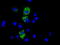 Cytochrome C Oxidase Subunit 6A1 antibody, LS-C115387, Lifespan Biosciences, Immunofluorescence image 