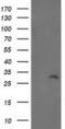 BRI antibody, MA5-25513, Invitrogen Antibodies, Western Blot image 