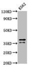 Heterogeneous Nuclear Ribonucleoprotein A/B antibody, CSB-PA010604LA01HU, Cusabio, Western Blot image 