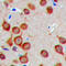 Tumor Suppressor 2, Mitochondrial Calcium Regulator antibody, LS-C358379, Lifespan Biosciences, Immunohistochemistry frozen image 