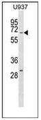 Regulator Of G Protein Signaling 14 antibody, AP53650PU-N, Origene, Western Blot image 