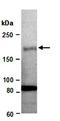 Remodeling And Spacing Factor 1 antibody, orb67050, Biorbyt, Western Blot image 