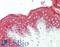 Keratin 10 antibody, LS-B10950, Lifespan Biosciences, Immunohistochemistry frozen image 