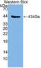 Glycophorin C (Gerbich Blood Group) antibody, LS-C314825, Lifespan Biosciences, Western Blot image 