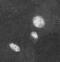 SKI Proto-Oncogene antibody, ALX-804-221-C100, Enzo Life Sciences, Immunocytochemistry image 