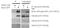 HAUS Augmin Like Complex Subunit 8 antibody, GTX100735, GeneTex, Immunoprecipitation image 