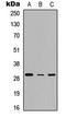 TNF Receptor Superfamily Member 4 antibody, LS-C358361, Lifespan Biosciences, Western Blot image 