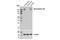 Neurofascin antibody, 15035S, Cell Signaling Technology, Western Blot image 