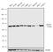 TNF Receptor Associated Factor 6 antibody, 702286, Invitrogen Antibodies, Western Blot image 