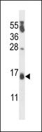 Cold Shock Domain Containing C2 antibody, LS-C163737, Lifespan Biosciences, Western Blot image 