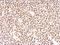 Paired Box 8 antibody, LS-C185416, Lifespan Biosciences, Immunohistochemistry frozen image 