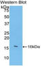 Angiogenin antibody, LS-C299364, Lifespan Biosciences, Western Blot image 