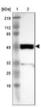 SH2 Domain Containing 4A antibody, NBP1-82158, Novus Biologicals, Western Blot image 
