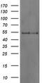 Docking Protein 7 antibody, TA504825BM, Origene, Western Blot image 