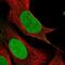 PEST Proteolytic Signal Containing Nuclear Protein antibody, PA5-57113, Invitrogen Antibodies, Immunofluorescence image 