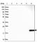 Marginal Zone B And B1 Cell Specific Protein antibody, HPA043745, Atlas Antibodies, Western Blot image 