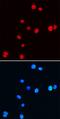 NK3 Homeobox 1 antibody, MAB6475, R&D Systems, Immunofluorescence image 