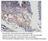 Serum/Glucocorticoid Regulated Kinase 1 antibody, SGK1-101Y, FabGennix, Immunohistochemistry paraffin image 