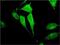 Tripartite Motif Containing 17 antibody, H00051127-M01, Novus Biologicals, Immunofluorescence image 