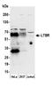 Lymphotoxin Beta Receptor antibody, A305-189A, Bethyl Labs, Western Blot image 