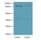 FCH and double SH3 domains protein 2 antibody, LS-C375693, Lifespan Biosciences, Western Blot image 