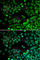 RAD9 Checkpoint Clamp Component A antibody, A1890, ABclonal Technology, Immunofluorescence image 