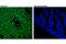 Liver-type arginase antibody, 93668S, Cell Signaling Technology, Immunofluorescence image 