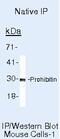 Prohibitin antibody, MA5-12858, Invitrogen Antibodies, Immunoprecipitation image 