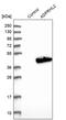 Poly(ADP-ribose) glycohydrolase ARH3 antibody, PA5-55521, Invitrogen Antibodies, Western Blot image 