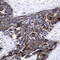 Gap Junction Protein Alpha 1 antibody, STJ22153, St John