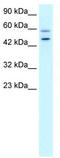 GC-Rich Promoter Binding Protein 1 antibody, TA331765, Origene, Western Blot image 