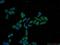 Prefoldin Subunit 2 antibody, 13053-1-AP, Proteintech Group, Immunofluorescence image 