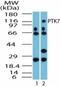 Protein Tyrosine Kinase 7 (Inactive) antibody, PA5-72997, Invitrogen Antibodies, Western Blot image 