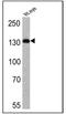 Hyperpolarization Activated Cyclic Nucleotide Gated Potassium Channel 4 antibody, NB100-74439, Novus Biologicals, Western Blot image 