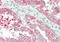 Heparin Binding EGF Like Growth Factor antibody, ARP45201_P050, Aviva Systems Biology, Immunohistochemistry frozen image 