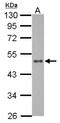 Zinc Finger Protein 71 antibody, NBP2-21044, Novus Biologicals, Western Blot image 