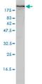 FLNA antibody, H00002316-M01, Novus Biologicals, Western Blot image 