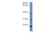 Inner Mitochondrial Membrane Peptidase Subunit 2 antibody, A08704, Boster Biological Technology, Western Blot image 