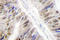 Heterogeneous Nuclear Ribonucleoprotein L antibody, LS-C176733, Lifespan Biosciences, Immunohistochemistry frozen image 